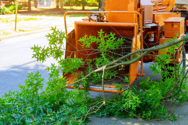 Best Dead Tree Removal  in Fords Prairie, WA